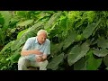 Download Lagu kingdom of plants - Sir David Attenborough MP3