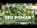 Download Lagu Como cuidar do \