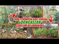 Lagu Cara Merawat Atau Karantina Bibit Durian Dongkelan..! Supaya Aman Saat Di Tanam Di Lahan.