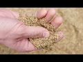 Black Beauty Ultra Grass Seed by Jonathan Green