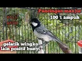 Download Lagu suara pancingan gelatik batu manjur 100 % ampuh gelatik wingko lain positif bunyi gelatik batu