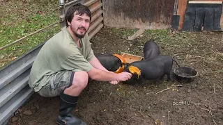 Full Video, Free Craigslist Pigs 🐖