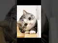 Download Lagu Kucing lucu #cat #meong #kucing