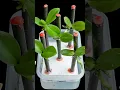 Download Lagu Soak orchid branches in garlic water, after only 1 week they will grow uncontrollably