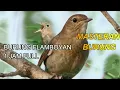 Download Lagu FLAMBOYAN GACOR MASTERAN BURUNG 1 JAM
