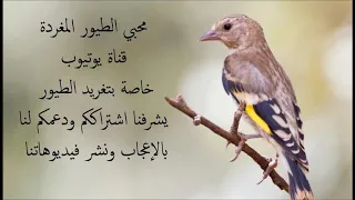 تغريد الحسون الويداني لتلقين الفراخ 
