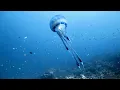 The Mystery of the Jellyfish: How They Dominate the Ocean | Documentary