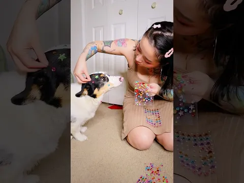 BEDAZZLING A MIS CORGIS MOCHI Y YOSHI