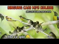 Download Lagu Suara burung kecil