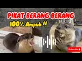 Download Lagu SUARA PIKAT BERANG BERANG / OTTER. 100% AMPUH !!! #pikatberangberang #pemikatotter #suarahewan