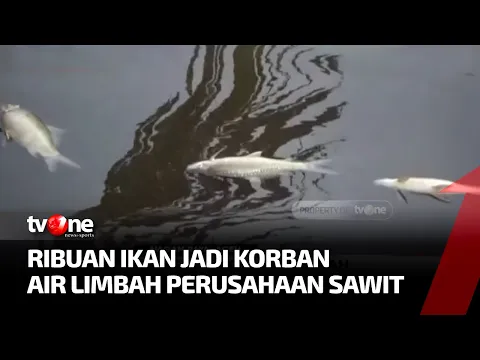 Diduga Tercemar Limbah Kelapa Sawit, Ribuan Ikan Mati