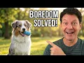 Don t Let Boredom Ruin Your Dog s Behavior Try This
