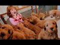 Download Lagu 9 PUPPY SURPRiSE for Adley \u0026 Niko!! Hiding pet puppies inside our house! Spacestation Arcade Party!