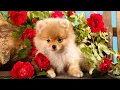 Choosing the Right Puppy An Interview with a Pomeranian Breeder