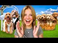 Download Lagu Our Dog got Married and had PUPPIES! THE MOVIE *Emotional*