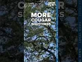 More cougar sightings in Corvallis