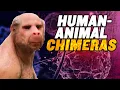 Download Lagu Human Animal Chimeras: US Senate OPPOSES Ban