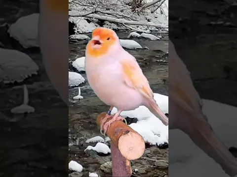 Canario russo , russian canary singing #birds #water #vogel #birdsounds