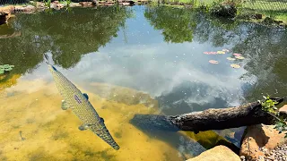 Is My Pet Spotted Gar a World Record?