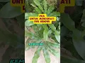 Download Lagu Doa Untuk Mengobati Diri Sendiri