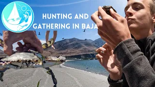 Finding a feed in the mangroves in Baja Mexico
