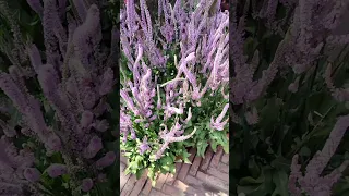 Static Suworowii Flower Blooms Flowers Shorts Garden 