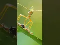 Download Lagu Green Tree Ants \u0026 Friends