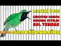 Download Lagu MATERI MEWAH JINGJING PETULAK \u0026 CRECETAN GEREJA, JURI PASTI SUKA ❤️ #cucakijo #lombacucakijo #mewah