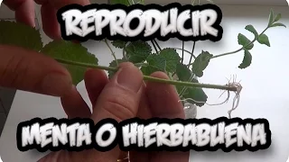 Download Como Reproducir Menta O Hierbabuena Por Esqueje Super Facil || La Huertina De Toni MP3