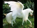 horsegiirL - My Little White Pony (Official Instrumental)