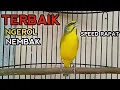 Download Lagu Suara mewah Mozambik gacor ngerol speed rapat.