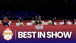 2025 Best in Show AKC National Championship Presented by Royal Canin