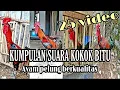Download Lagu KUMPULAN VIDEO AYAM PELUNG BERKOKOK BITU DAN BERKUALITAS BAGUS