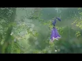 Beautiful Relaxing Music • Calm Piano Music & Guitar Music with Birds Singing