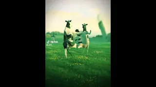 ميمز اسم مصطفى دندنها