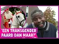 Download Lagu Paard van Sinterklaas nu zwaar onder vuur: ‘Wit paard, racisme?'