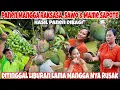 Lagu KAGET‼️PANEN MANGGA RAKSASA,SAWO DAN MAME SAPOTE DI KEBUNKU || DI TINGGAL LIBURAN MANGGANYA RUSAK 😢