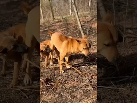 Playing #dogs#doglife #dogvideos