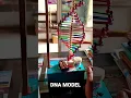 Download Lagu DNA Working model