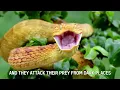How To Keep Snakes Out Of Your Yard - (Quick & Easy)
