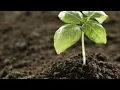 Tractor Supply Organic Fertilizer Burpee Seed Sale