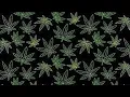 Download Lagu Dr. Dre  Snoop Dogg  Nuthin but a g thang  Instrumental