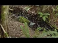 Fox Creek Lane Sedro Woolley 98237