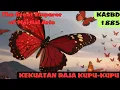 Lagu KAISAR AGUNG SENI BELA DIRI BAB 1885 KEKUATAN KAISAR KUPU-KUPU