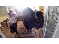 Housebroken Bison for Sale on Craigslist