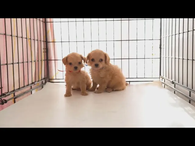 動画