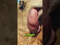 Why do camels spit out their stomachs