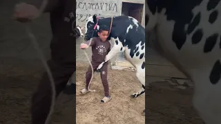 بيت المواشي بورصة اسعار المواشي ابقار جاموس 