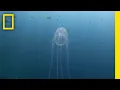 Surviving a Box Jellyfish Attack Something Bit Me