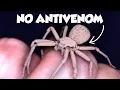 The Worst Spider Bites on Earth Ranked
